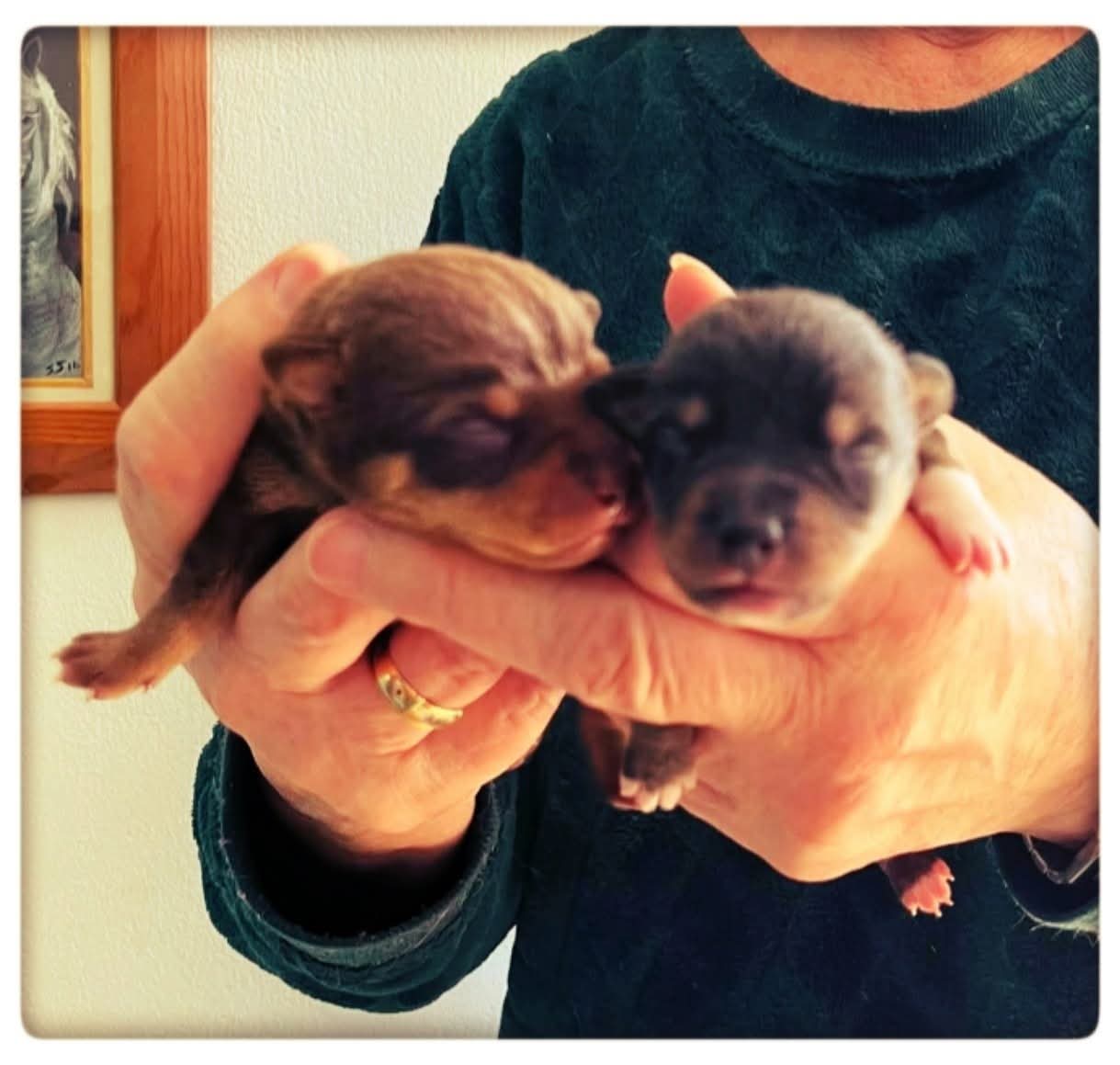 Two newborn puppies — safe with experienced bottle feeder Suzanne