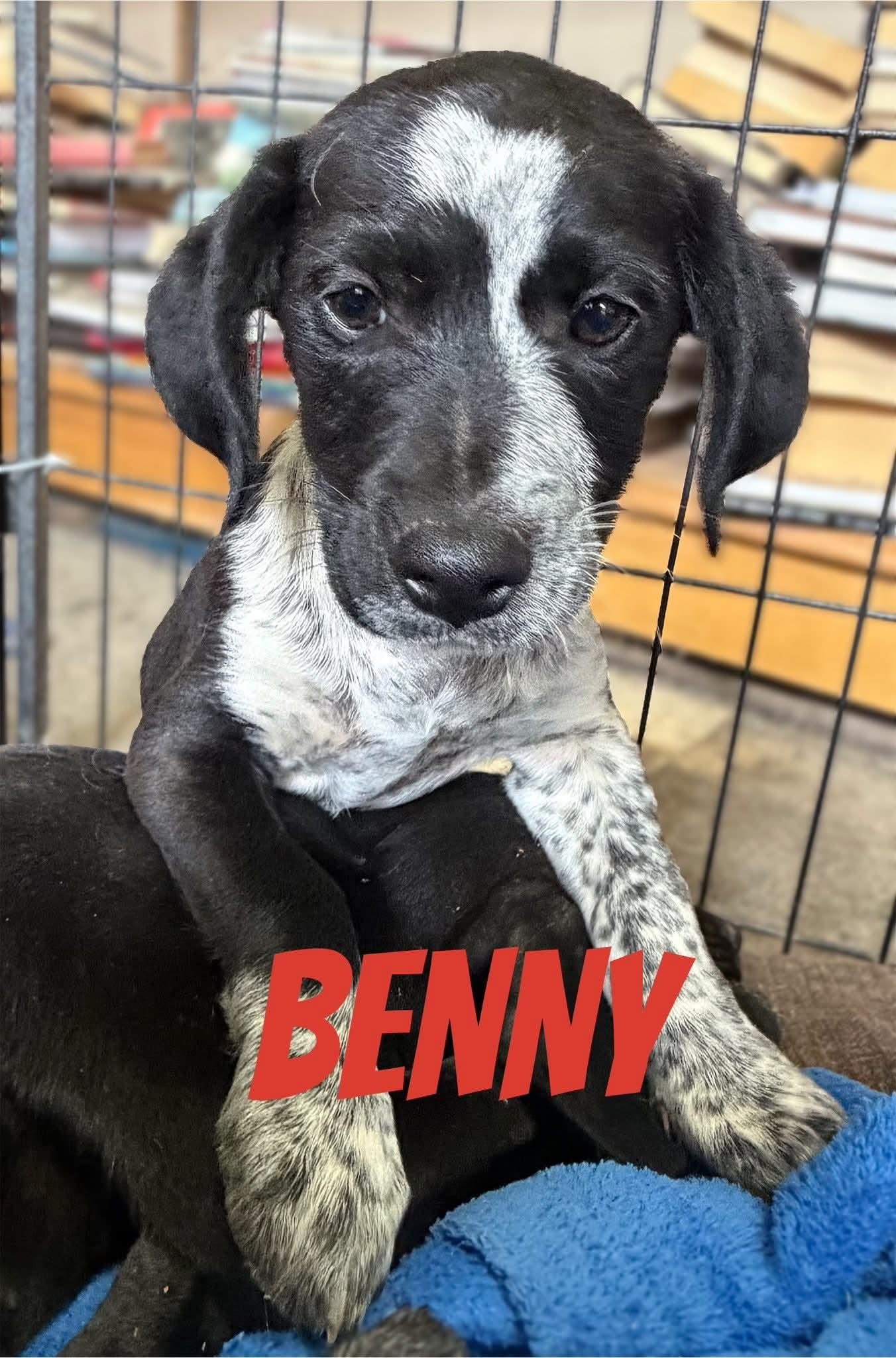 Benny — Pointer pup