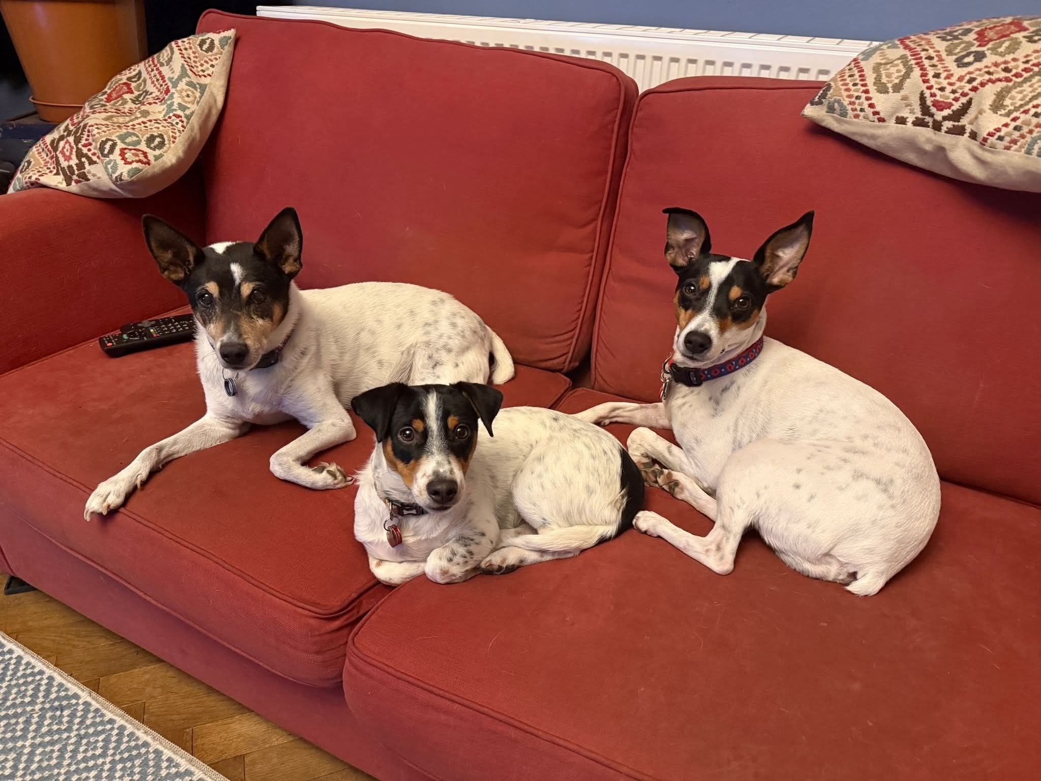 Benson - Successfully rehomed