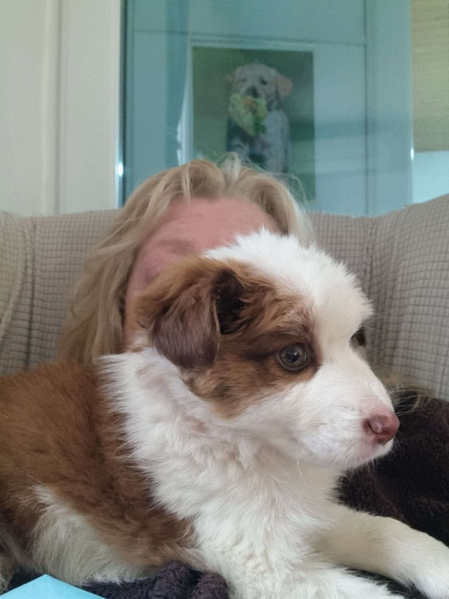 Teddy (was Buster) - Successfully rehomed