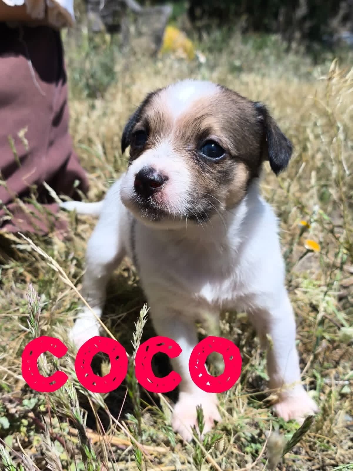 Coco — Betty's puppy