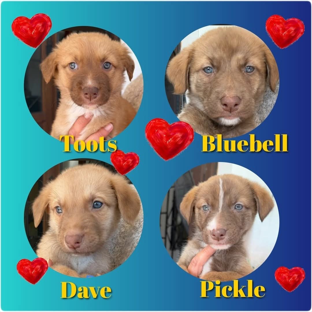 Lulu's remaining four pups looking for forever homes