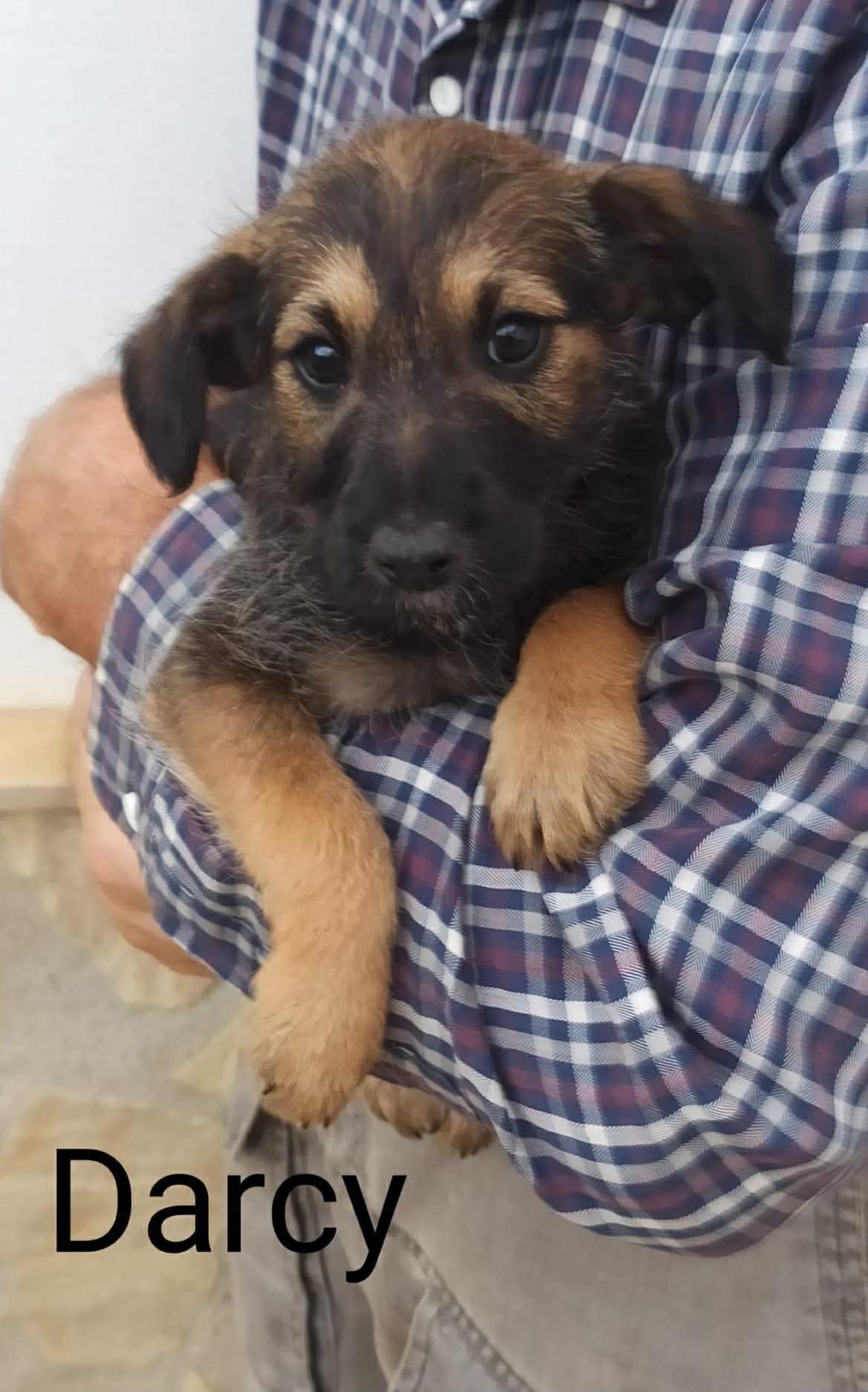 Darcy — rescue puppy