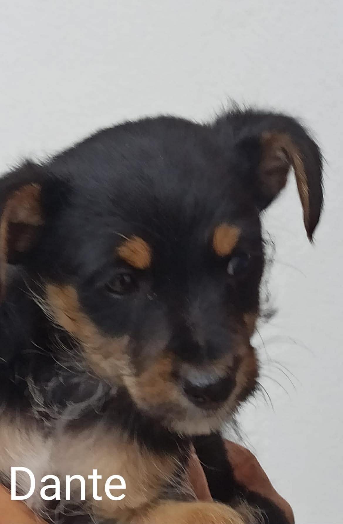 Dante — rescue puppy