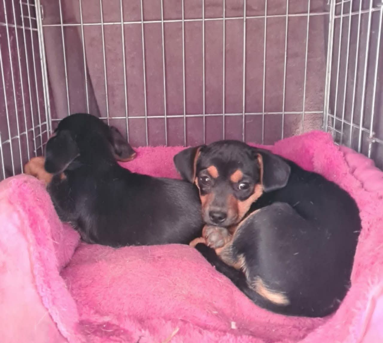 Two rescue dogs joining Puppy Rescue in Spain soon