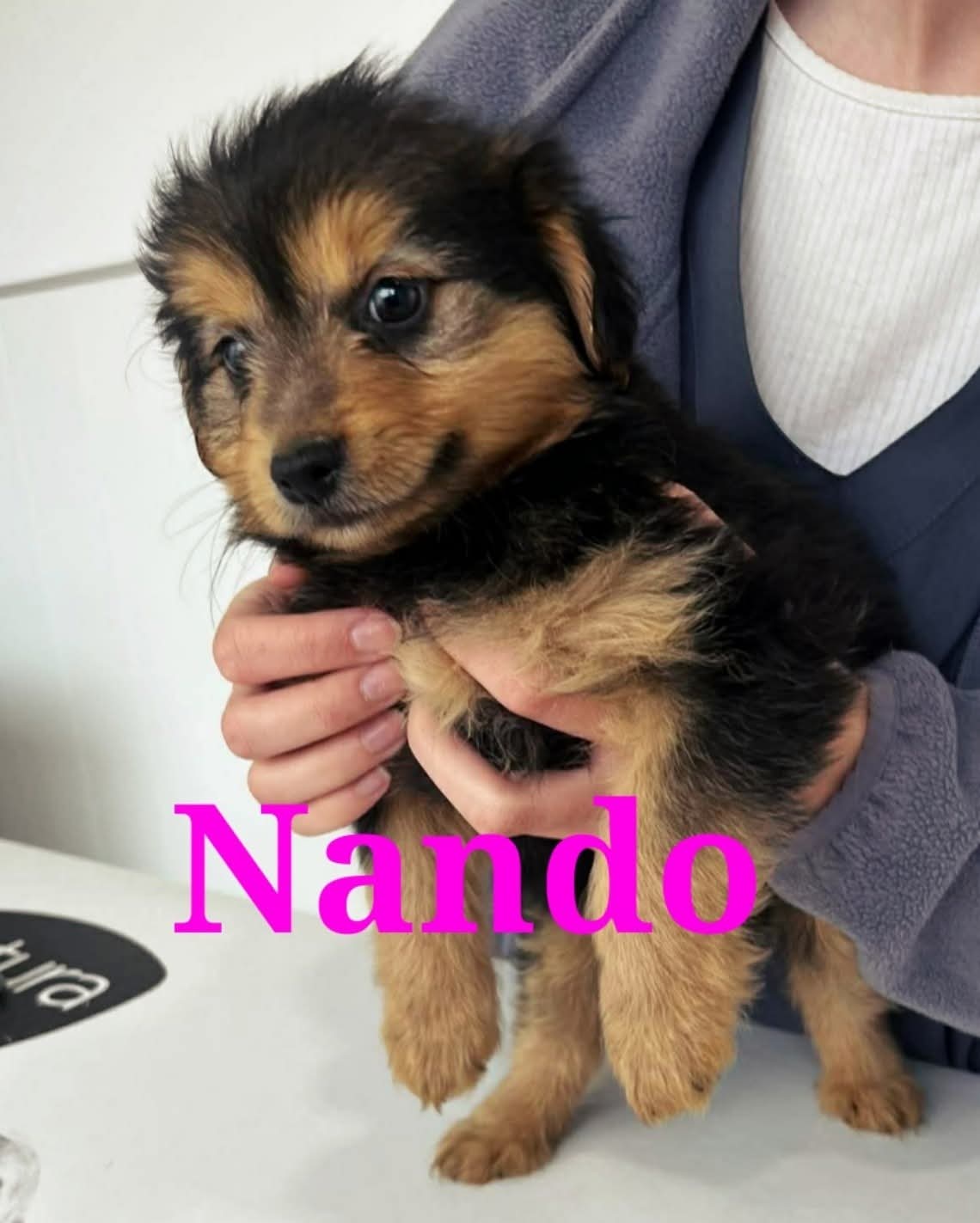 Nando — mum's pup, looking for a home