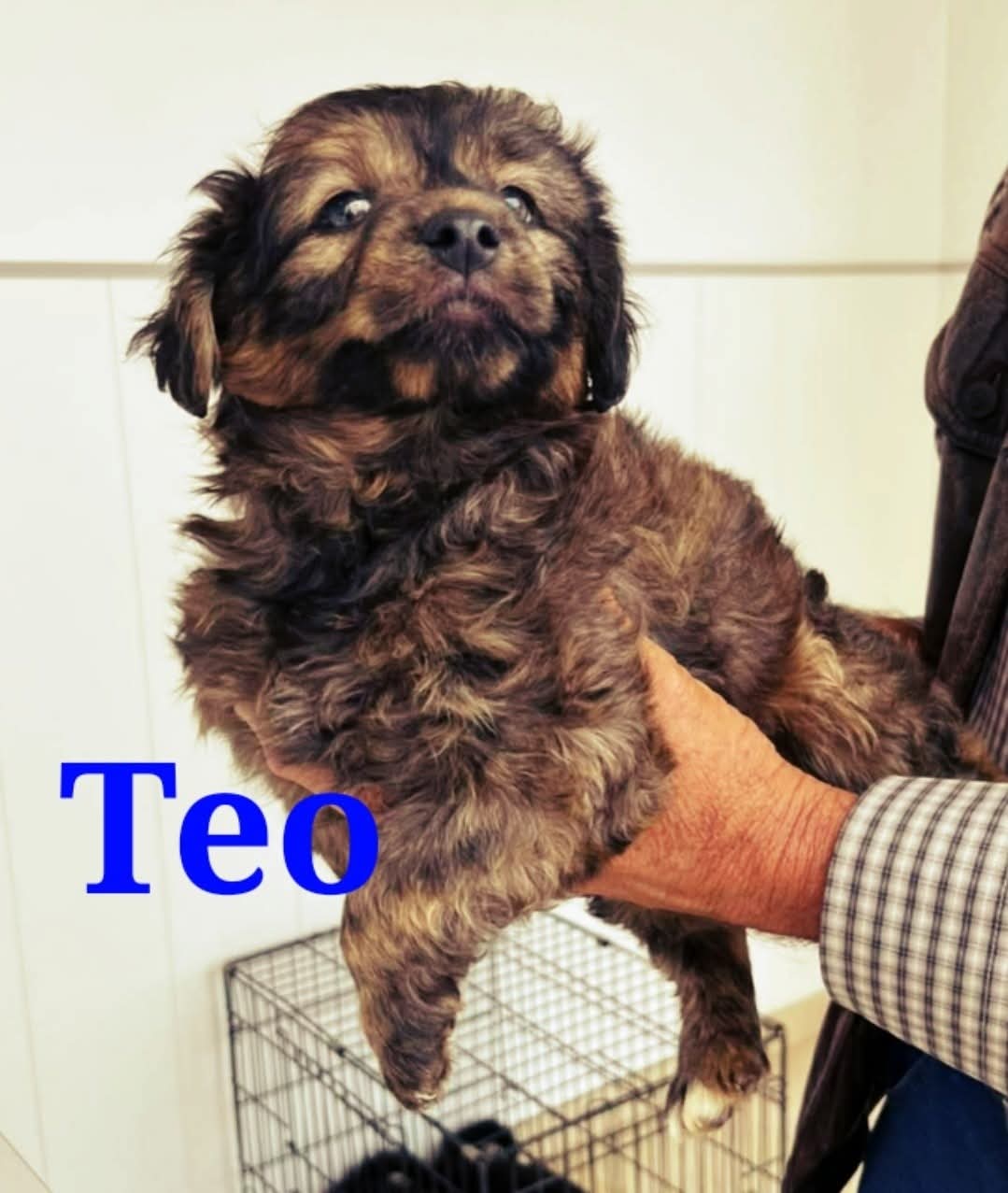 Teo — mum's pup, looking for a home