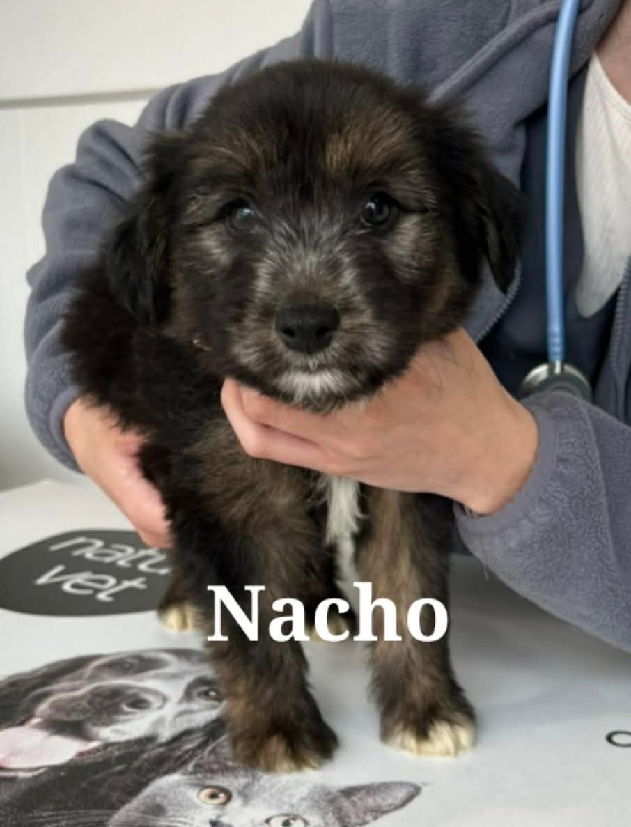 Nacho — mum's pup, looking for a home