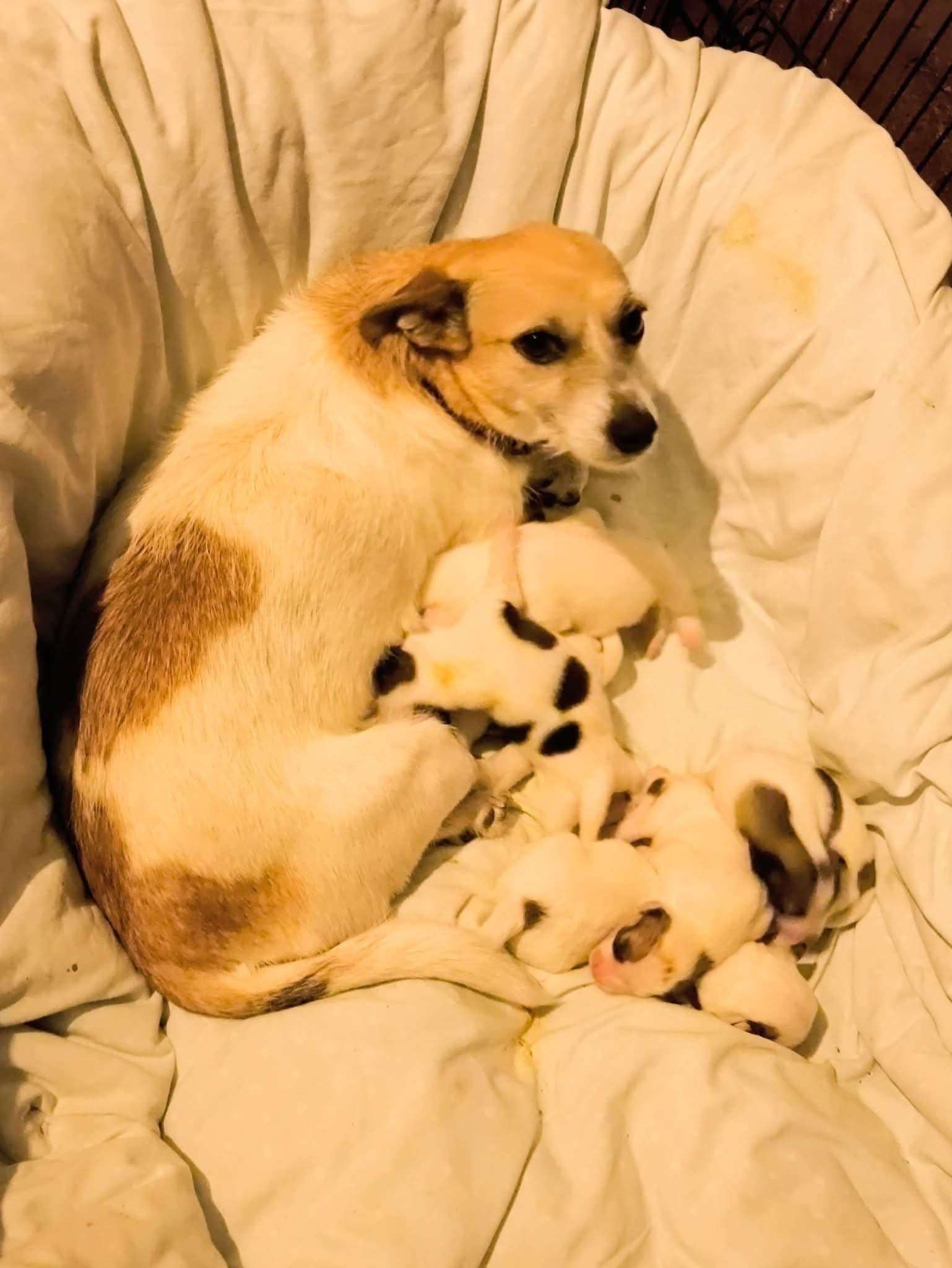 Betty and her newborn pups