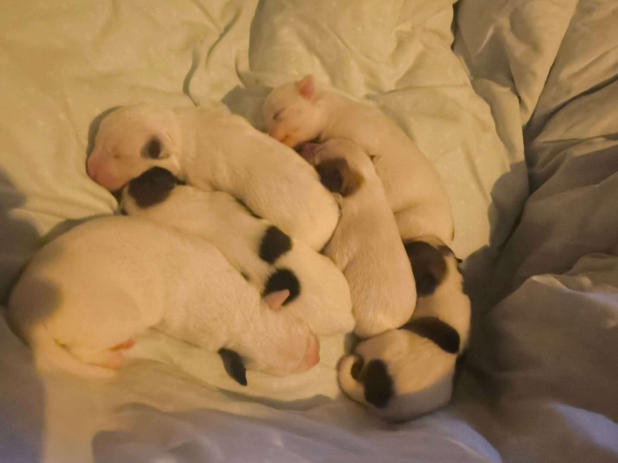 Betty and her newborn pups