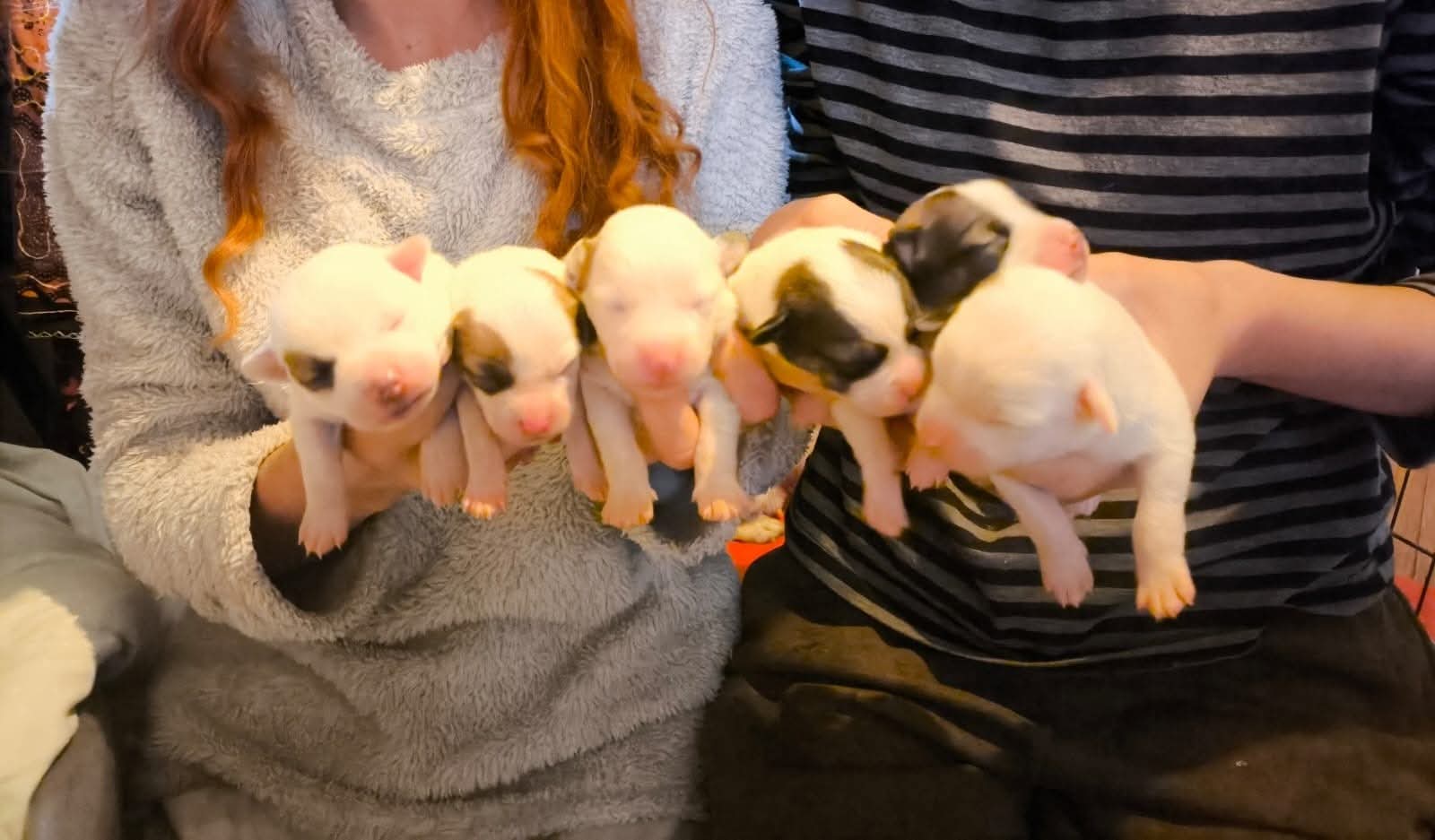 Betty and her newborn pups