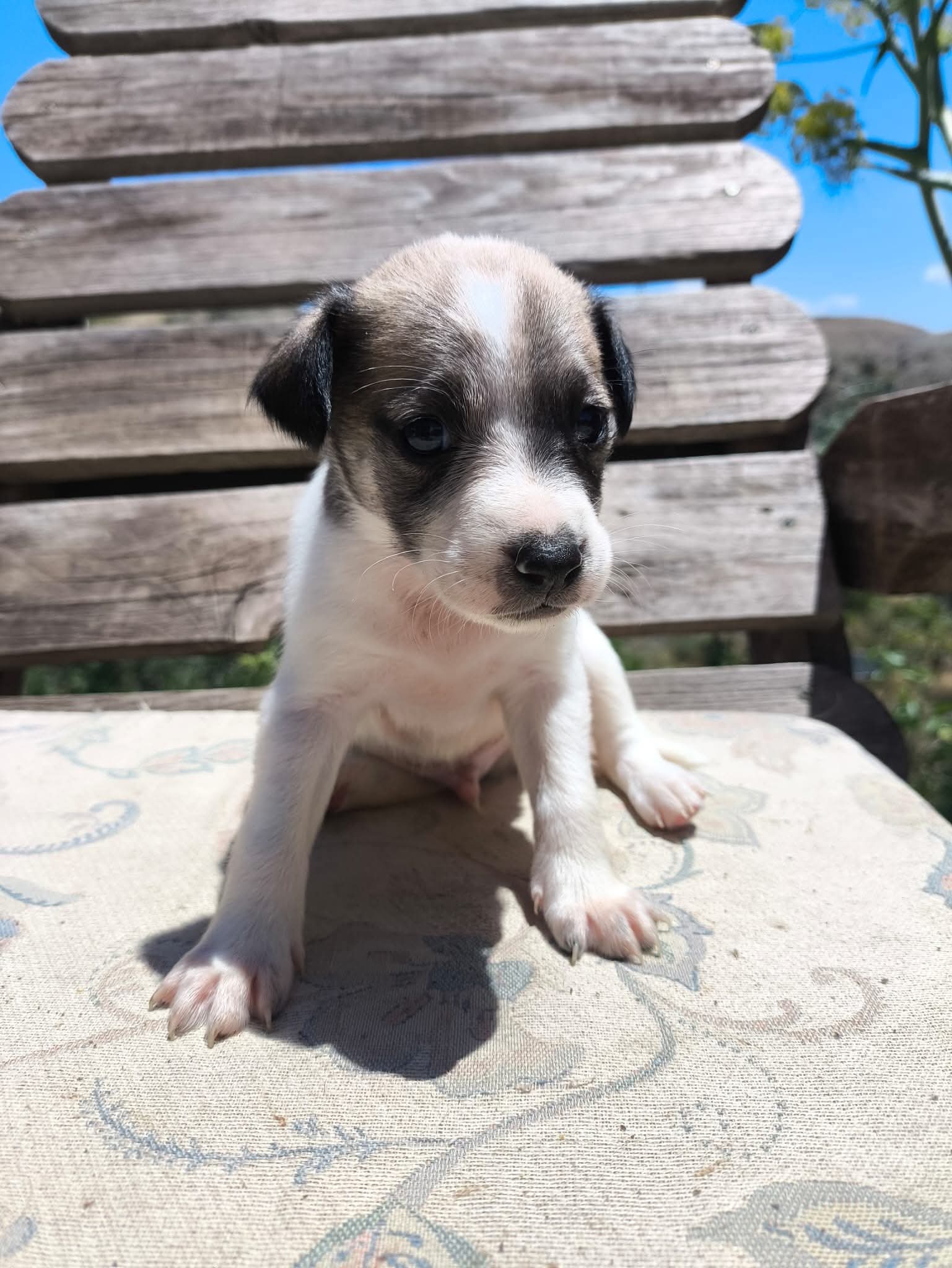 Betty's puppies — growing fast and getting cuter by the day