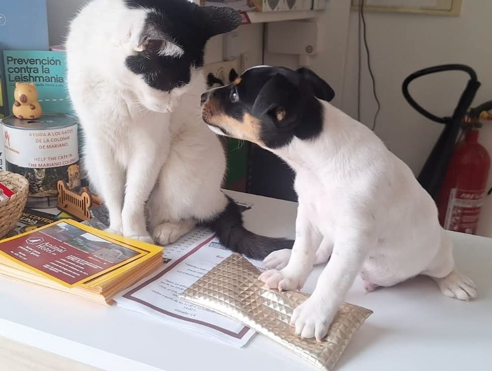 Marty — bodeguero type pup looking for a local home