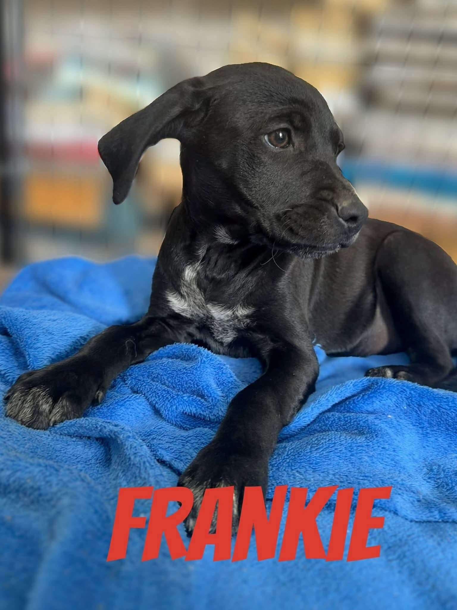 Frankie — Pointer pup