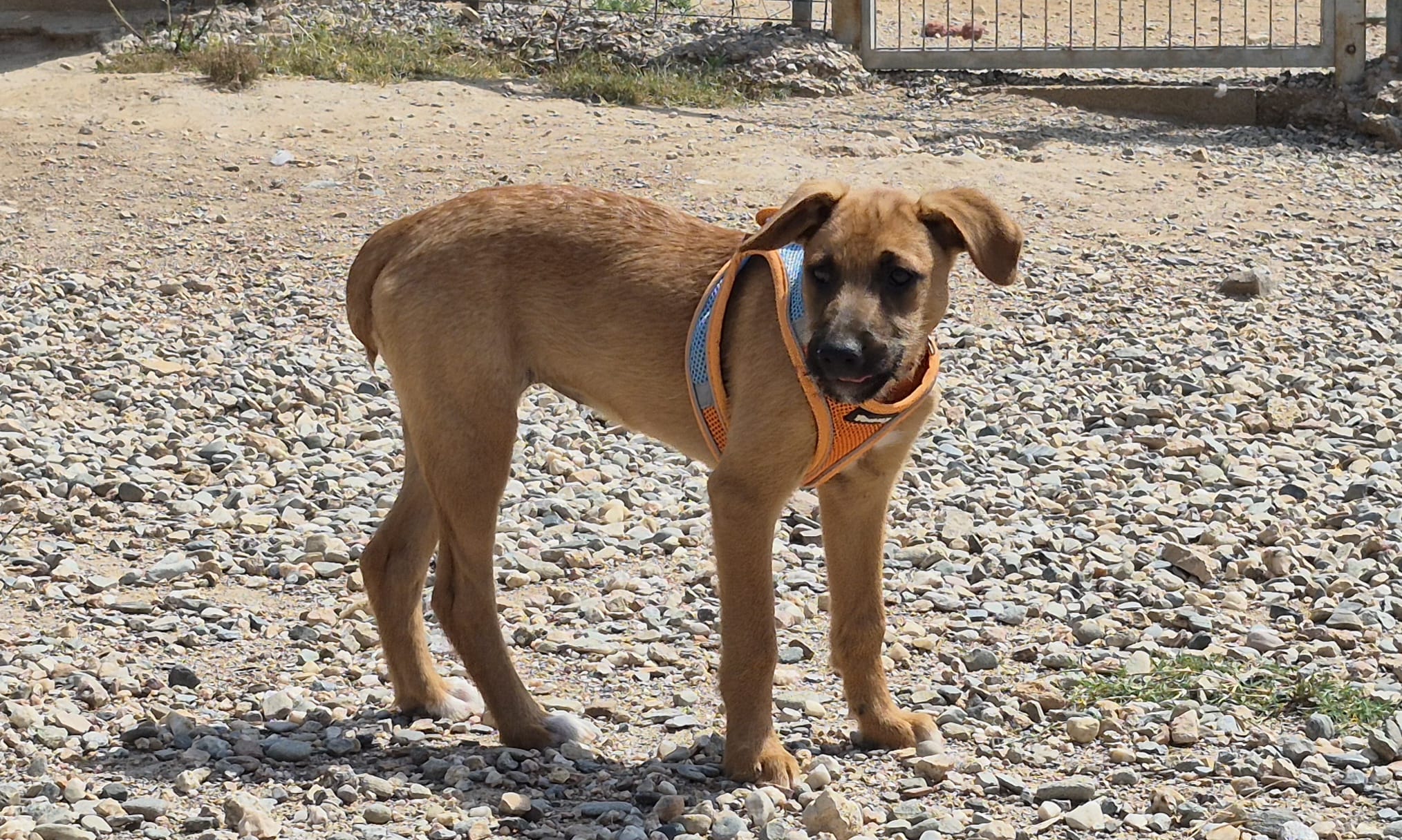Ruby — Podenco cross