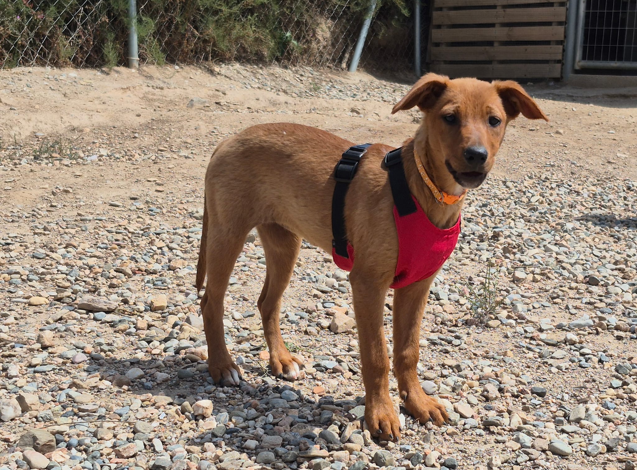 Pearl — Podenco cross
