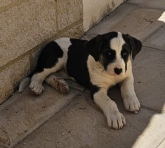 Toby, new arrival at Puppy Rescue in Spain, safe in foster care