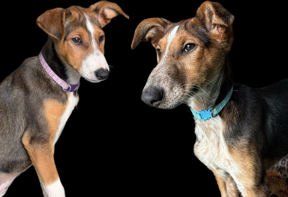 Lilo and Stitch - Brother and sister pair