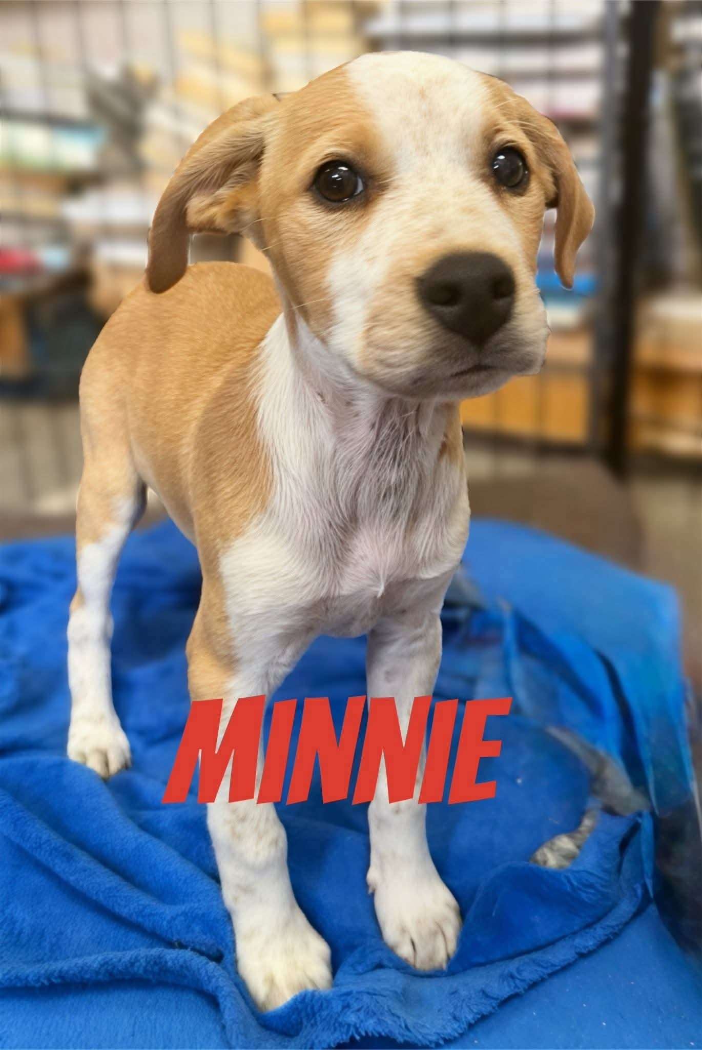 Minnie — Pointer pup (reserved)