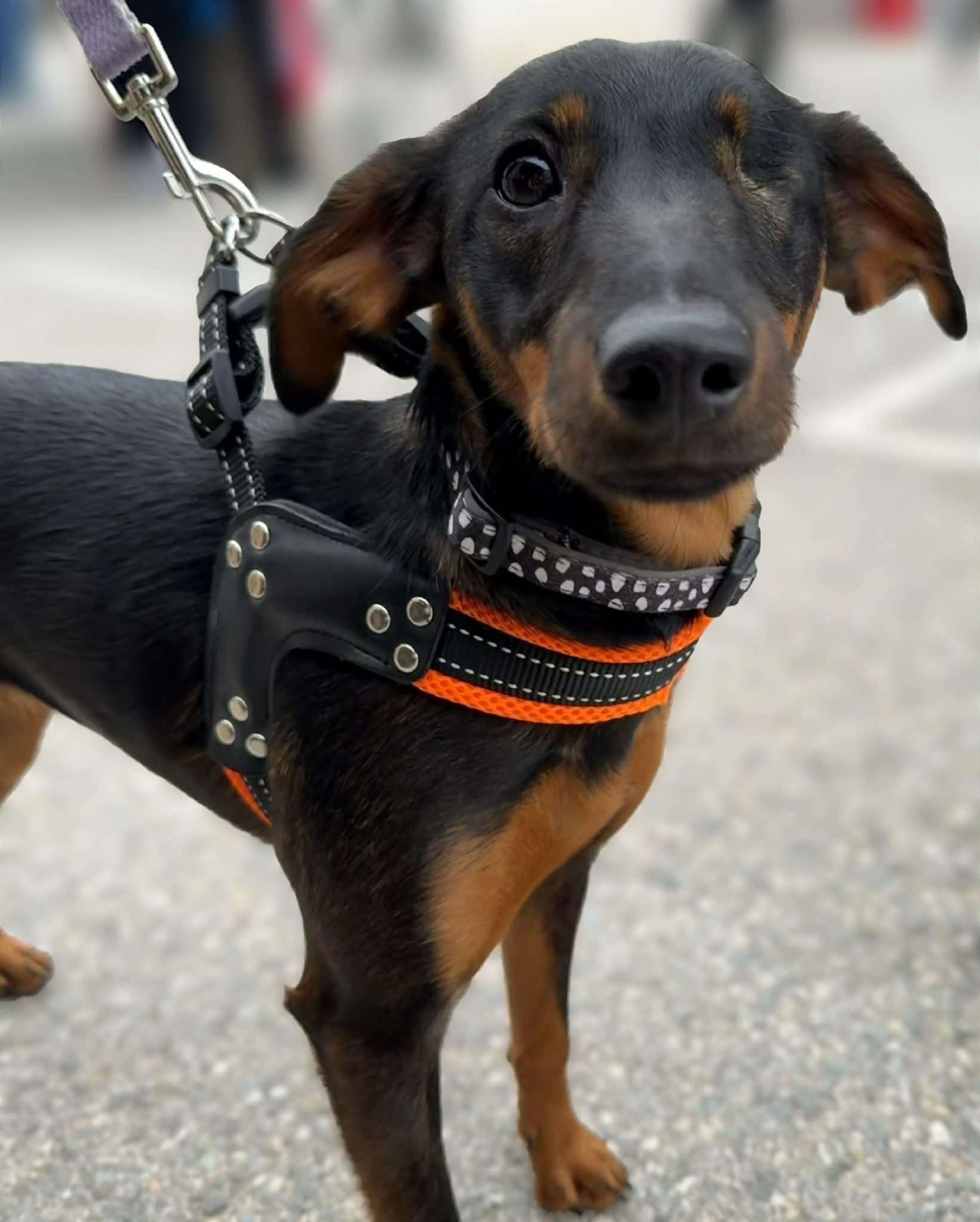 Sadie - Pretty little lady looking for home