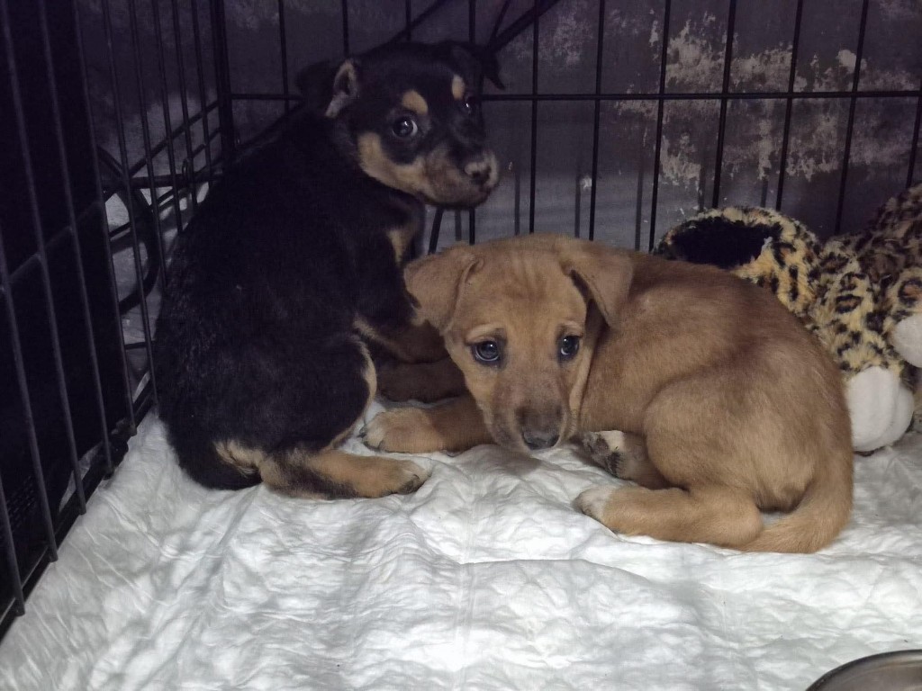 Boy and girl puppies found in a campo ruin, now safe in foster