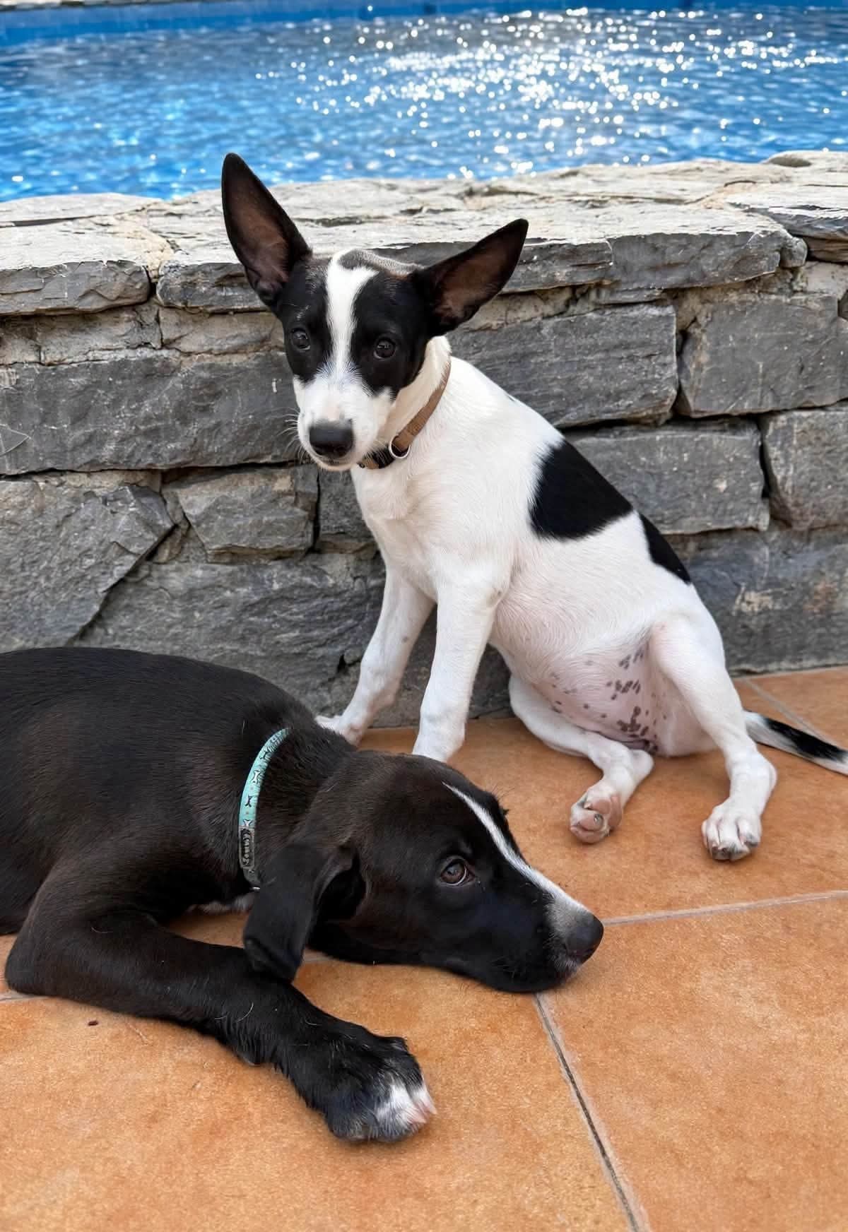 Clara and Colby — two beautiful pups