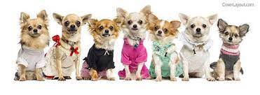 Contact Puppy Rescue in Spain