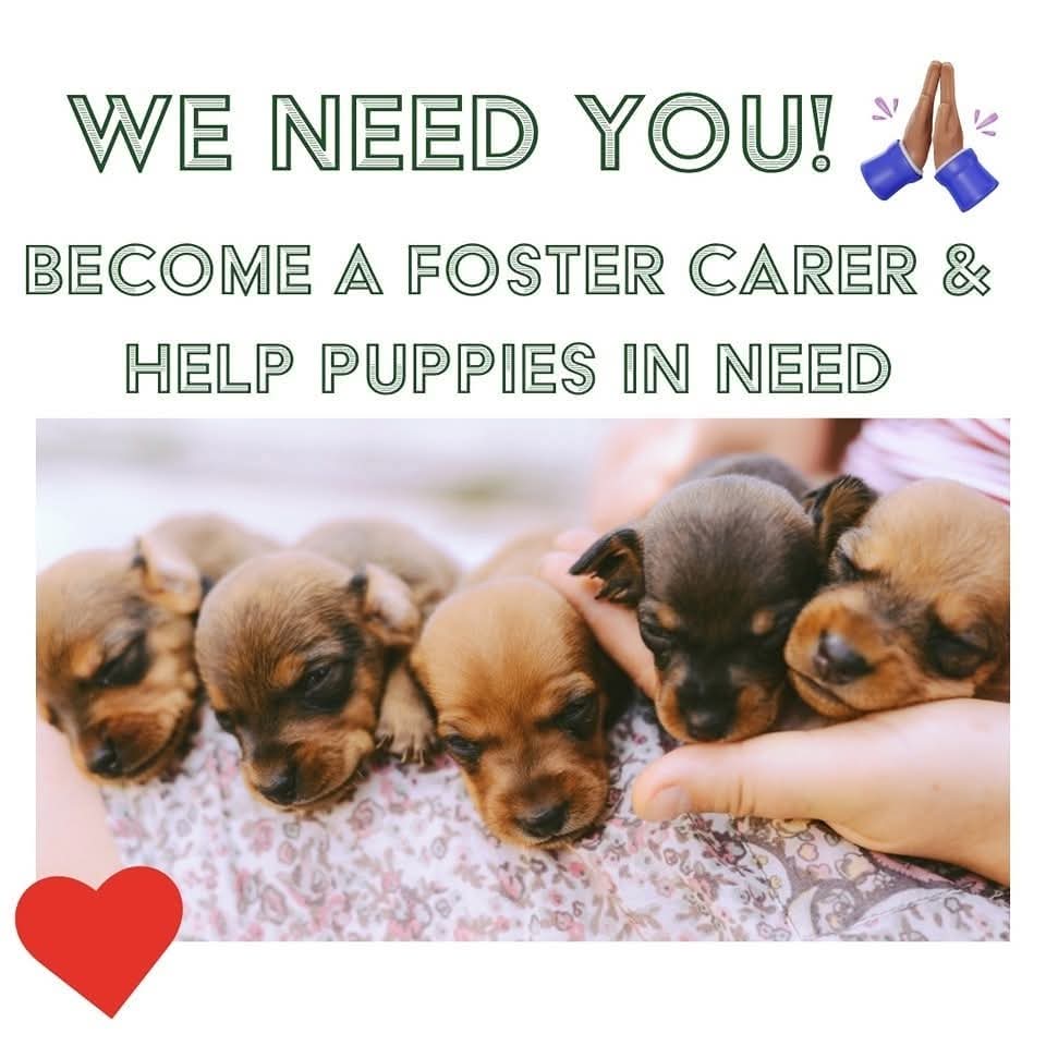 Become a Foster Carer