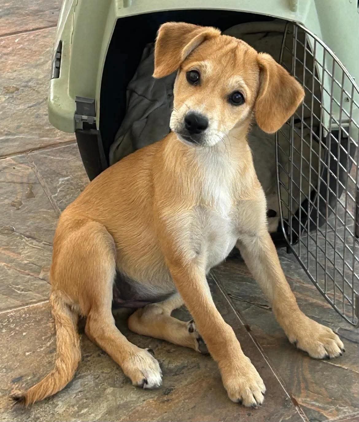Jessica — puppy rescued after being abandoned at Los Llanos market