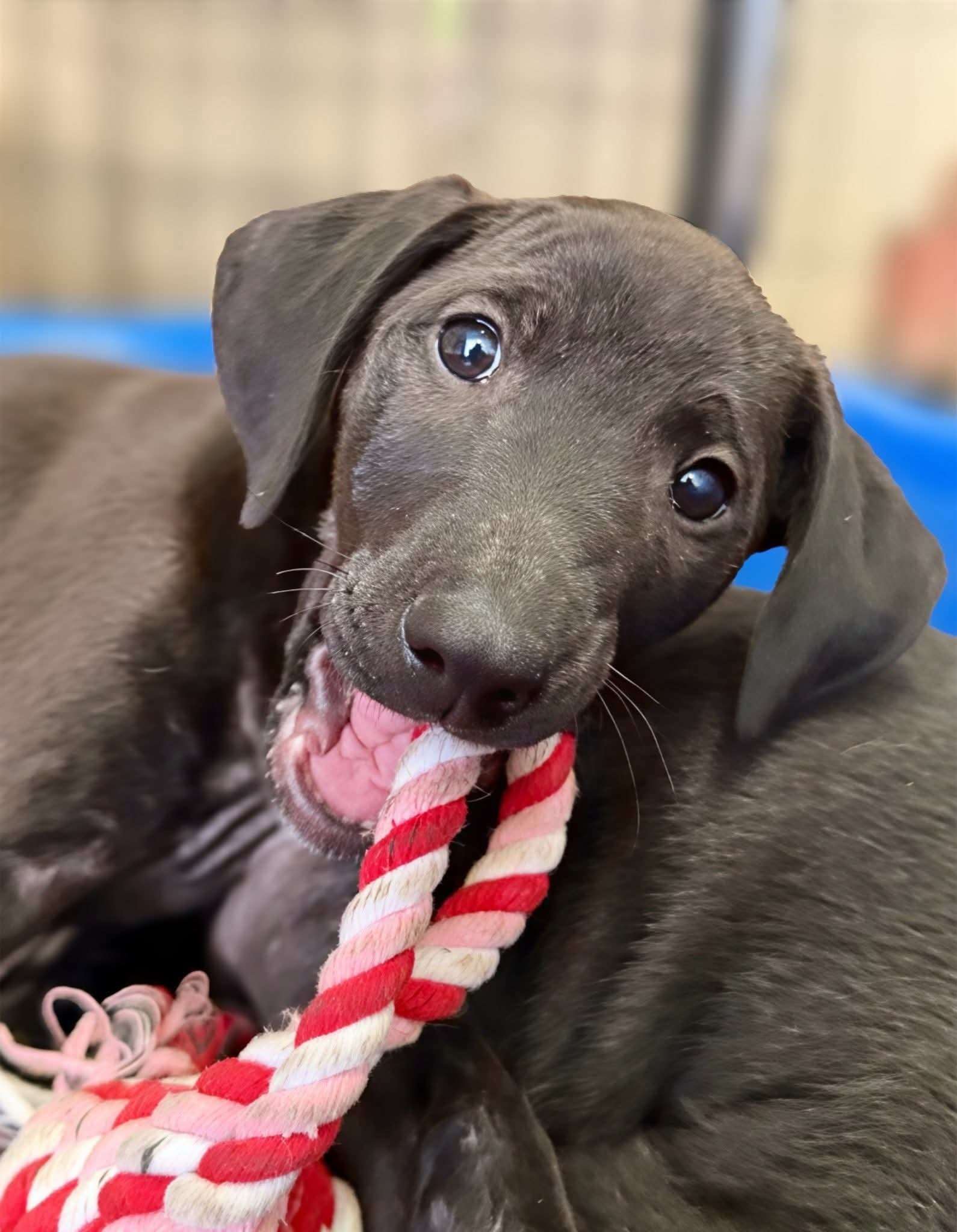 Minnie - Sister of Micky