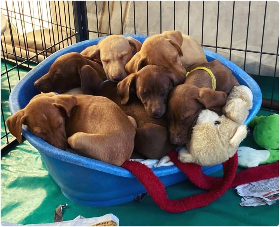 Group of puppies