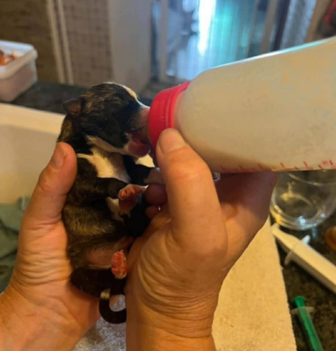 Sweet puppy portrait