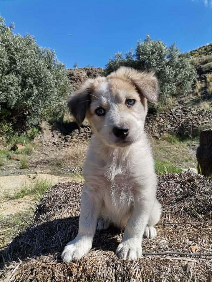 Beautiful puppy with blue eyes